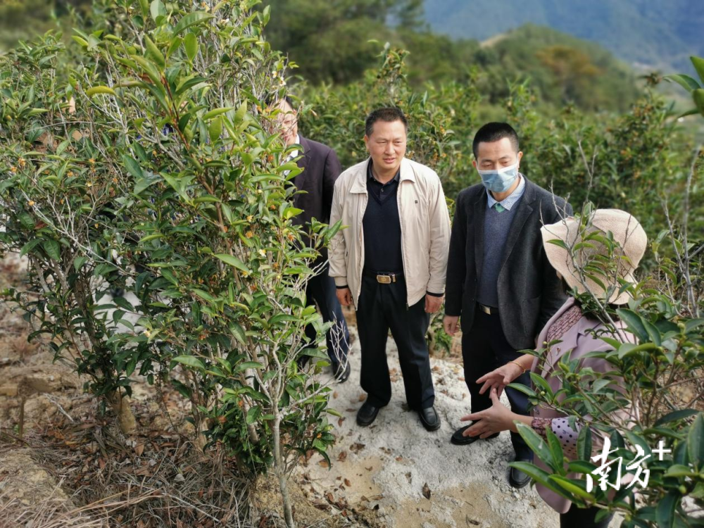 楓朗鎮(zhèn)最新發(fā)展規(guī)劃，塑造未來(lái)繁榮藍(lán)圖，楓朗鎮(zhèn)未來(lái)繁榮藍(lán)圖，最新發(fā)展規(guī)劃揭秘